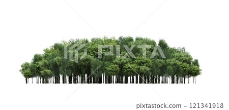 group of trees isolated on a transparent background, forest, sketch, outline illustration, cg render group of trees isolated on a transparent background, forest, sketch, outline illustration, cg render 121341918