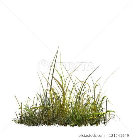 wild field grass, isolated on a transparent background, 3D illustration, cg render 121341949