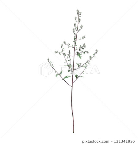 wild field grass, isolated on a transparent background, 3D illustration, cg render 121341950