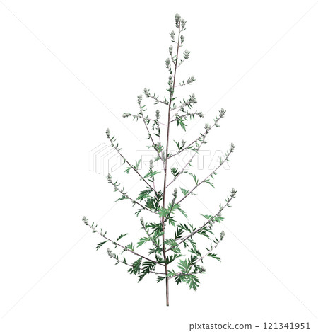 wild field grass, isolated on a transparent background, 3D illustration, cg render 121341951