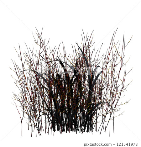 wild field grass, isolated on a transparent background, 3D illustration, cg render 121341978