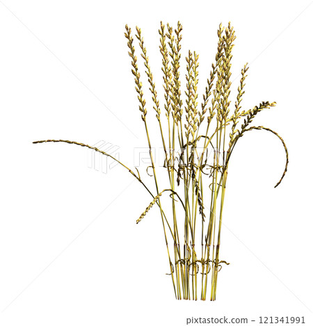 wild field grass, isolated on a transparent background, 3D illustration, cg render wild field grass, isolated on a transparent background, 3D illustration, cg render 121341991