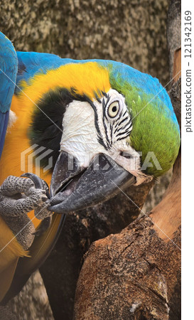 striking blue and yellow macaw or Ara ararauna, a blue and yellow parrot in a detailed close up, the vibrant feathers contrast beautifully with the soft, neutral background, highlighting the bird's striking blue and yellow macaw or Ara ararauna, a blue and yellow parrot in a detailed close up, the vibrant feathers contrast beautifully with the soft, neutral background, highlighting the bird's 121342169