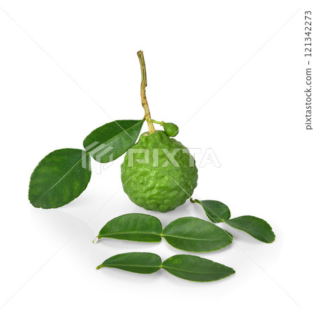 Bergamot fruit with stem and leaves isolated on white background. Clipping path. Bergamot fruit with stem and leaves isolated on white background. Clipping path. 121342273