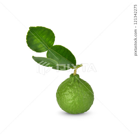 Bergamot fruit with stem and leaves isolated on white background. Clipping path. 121342275