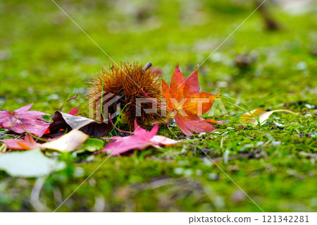 楓樹在初秋 121342281