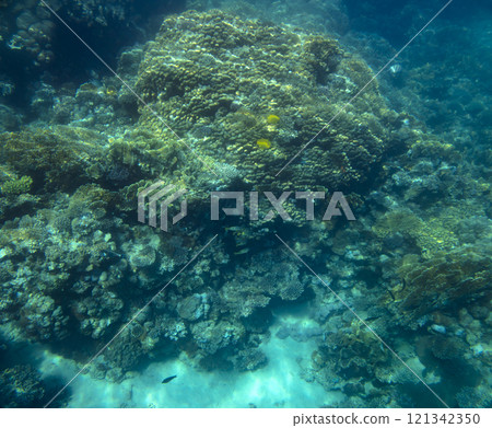 sea fish, coral reef, underwater 121342350