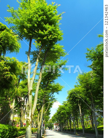 A view of fresh greenery along Zelkova street in a residential area in early summer 121342463