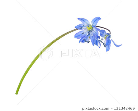 Blue scilla flower isolated on white background Blue scilla flower isolated on white background 121342469