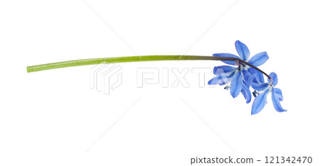 Blue scilla flower isolated on white background. Profile view. 121342470