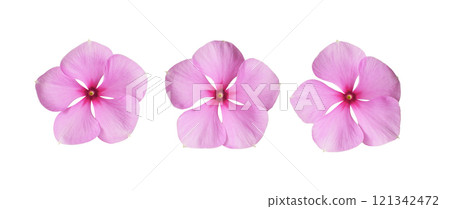 Set of pink catharanthus flowers isolated on white 121342472