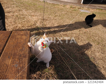 Cute cat playing on a park bench 121342484