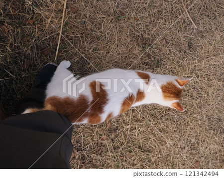 可愛的貓咪在公園的長椅上玩耍 可愛的貓咪在公園的長椅上玩耍 121342494