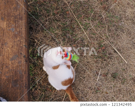 可愛的貓咪在公園的長椅上玩耍 可愛的貓咪在公園的長椅上玩耍 121342495