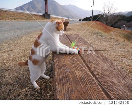 Cute cat playing on a park bench Cute cat playing on a park bench 121342508