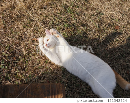 Cute cat playing on a park bench 121342524