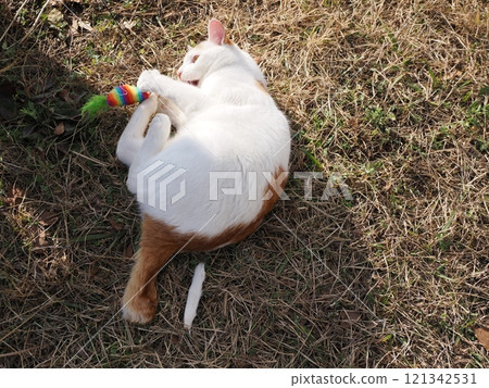 Cute cat playing on a park bench 121342531