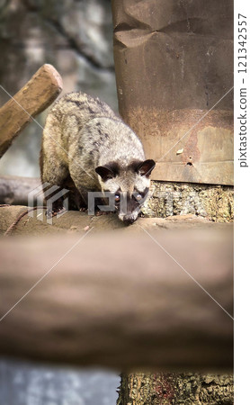 Asian palm civet or locals calls it Musang Pandan or Luwak coffee producer, latin name paradoxurus hermaphroditus, resting on a tree Asian palm civet or locals calls it Musang Pandan or Luwak coffee producer, latin name paradoxurus hermaphroditus, resting on a tree 121342557