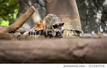 Asian palm civet or locals calls it Musang Pandan or Luwak coffee producer, latin name paradoxurus hermaphroditus, resting on a tree Asian palm civet or locals calls it Musang Pandan or Luwak coffee producer, latin name paradoxurus hermaphroditus, resting on a tree 121342559