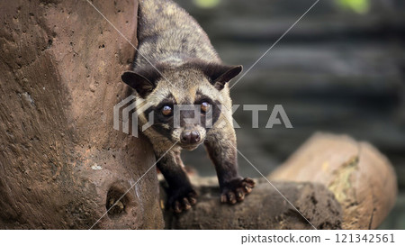 Asian palm civet or locals calls it Musang Pandan or Luwak coffee producer, latin name paradoxurus hermaphroditus, resting on a tree Asian palm civet or locals calls it Musang Pandan or Luwak coffee producer, latin name paradoxurus hermaphroditus, resting on a tree 121342561