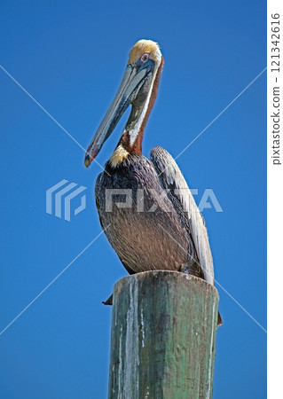 Close-up of a majestic brown pelican perched on a wooden post against a clear blue sky 121342616