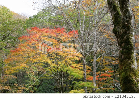 The beginning of autumn leaves The beginning of autumn leaves 121343153