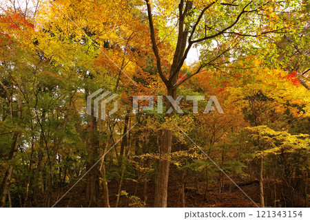 Autumn leaves at Kakeyu Onsen 121343154