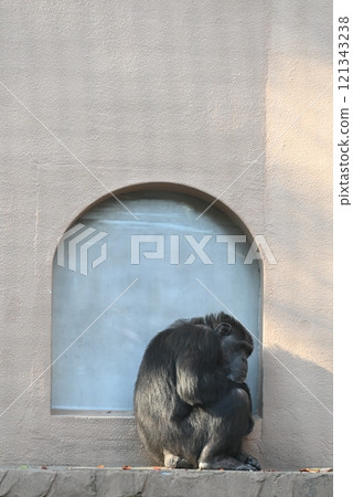 黑猩猩帶著孤獨的表情 黑猩猩帶著孤獨的表情 121343238