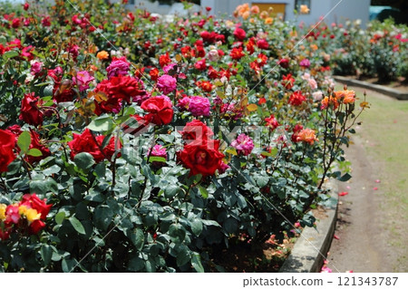 Arao City Ominous Citizen Flower Bed Rose Flower, Arao City Ominous Citizen Flower Bed Rose Flower, 121343787