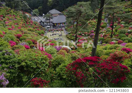 Tokyo Ome City Shiofune Kannonji Temple Azalea Festival 3 121343803