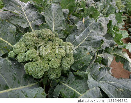 西蘭花的栽培 121344281