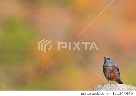 一隻雄性棕斑鵯以秋山為背景歌唱 121344449