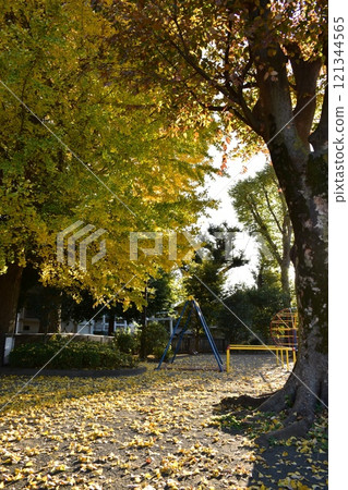 fallen leaves of ginkgo fallen leaves of ginkgo 121344565
