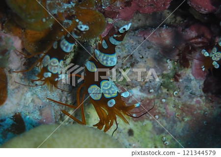 A pair of sea anemone shrimps underwater photo A pair of sea anemone shrimps underwater photo 121344579