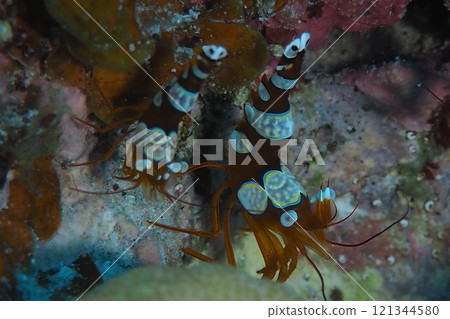 A pair of sea anemone shrimps underwater photo A pair of sea anemone shrimps underwater photo 121344580