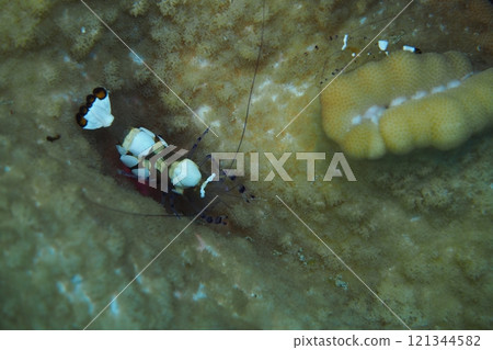 Sea anemone with a shrimp 121344582