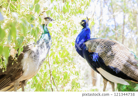 Peacock couple who care for each other Peacock couple who care for each other 121344738