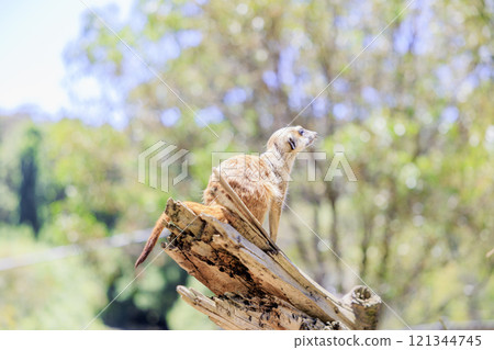 貓鼬在有利位置監視 貓鼬在有利位置監視 121344745