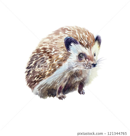 Hedgehog sitting. Hand drawn watercolor illustration of forest animal isolated on white. Postcards, books, posters, Nature and Wildlife Protection Day 121344765