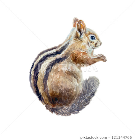 Chipmunk in profile. Hand drawn watercolor illustration of forest animal isolated on white. Cards, books, posters, Nature and Wildlife Protection Day. Chipmunk in profile. Hand drawn watercolor illustration of forest animal isolated on white. Cards, books, posters, Nature and Wildlife Protection Day. 121344766