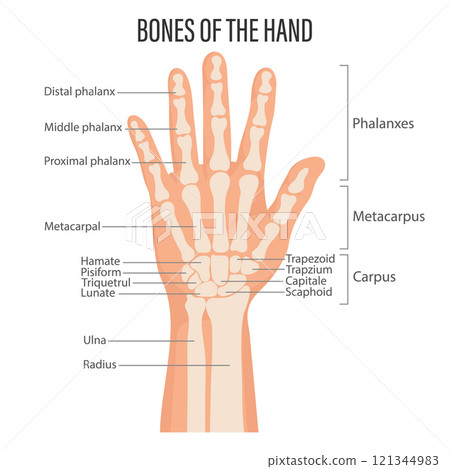 Bones of the human hand. Anatomy and medicine concept. Infographic illustration 121344983
