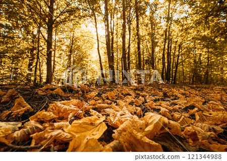 Autumn Forest. Sunlight Shine Through Foliage In Trees Woods. Fall Sunset Evening. Fallen Yellow Leaves. Autumn Forest Landscape 121344988