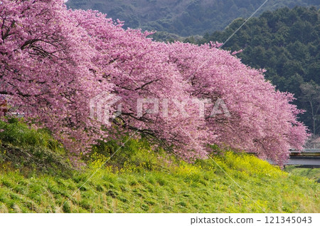 南伊豆町的川津櫻 121345043