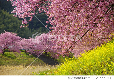 南伊豆町的川津櫻 121345044