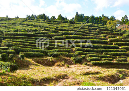 Kodakami Tea, tea plantation in Kameyama, North Omi Kodakami Tea, tea plantation in Kameyama, North Omi 121345061
