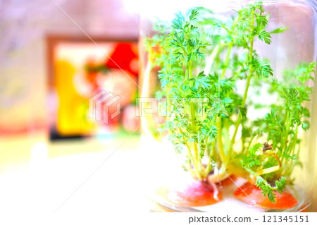 Carrot cultivation underwater Carrot cultivation underwater 121345151