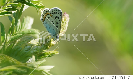 一隻雄性藍喉蟬停在克拉拉附近 121345367