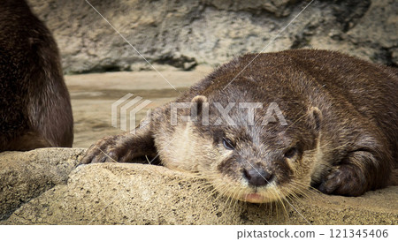 playful otter or known as Aonyx cinereus living around river bank, showcasing its intricate fur texture and natural habitat with its companion, 121345406