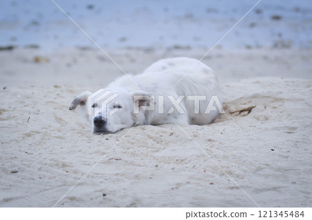 dog or white dog on the beach or sleepy dog 121345484
