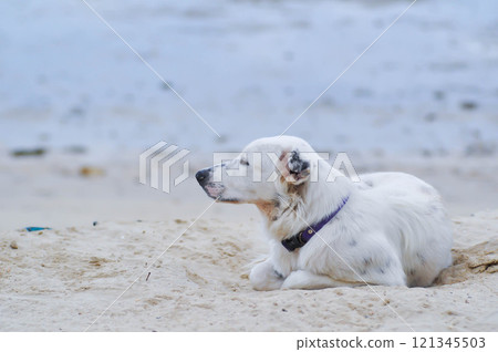 dog or white dog on the beach 121345503